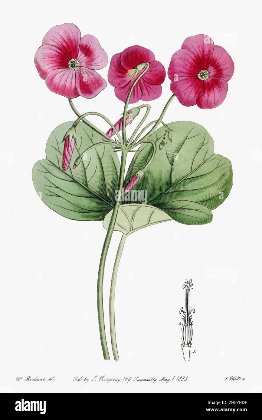 Bobie's oxalis du registre botanique d'Edwards (1829—1847) par Sydenham Edwards, John Lindley et James Ridgway Banque D'Images