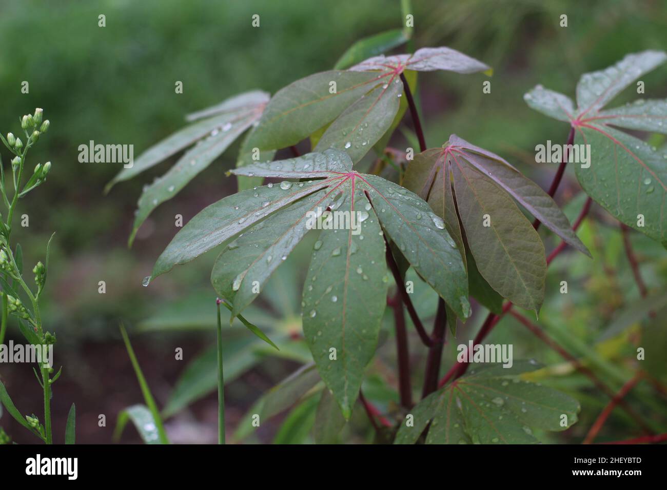 Gros plan des feuilles de manioc mouillées par la rosée dans le jardin Banque D'Images