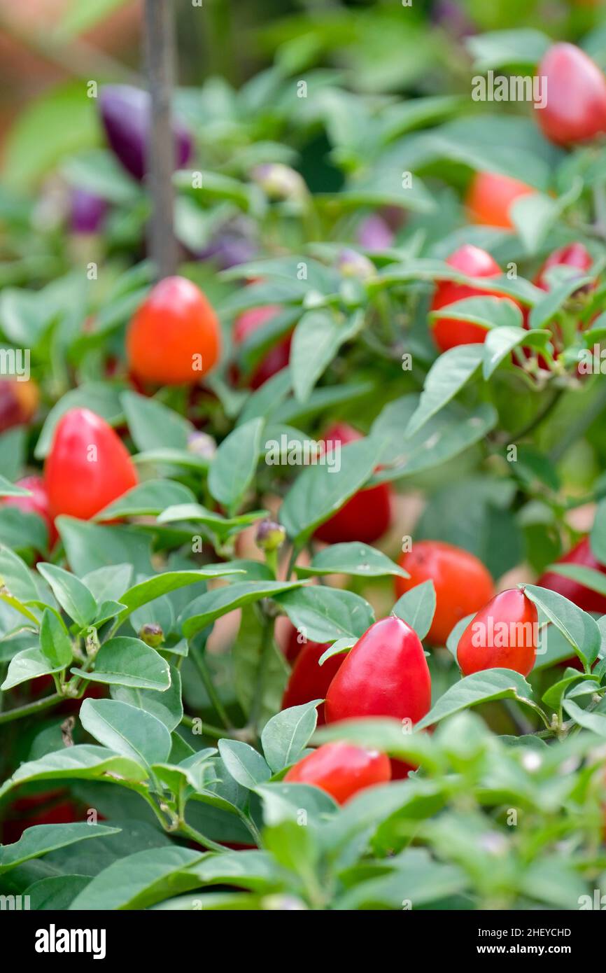 Capsicum annuum variété annuum (Groupe Longum) 'Loco', piment 'Loco' Banque D'Images