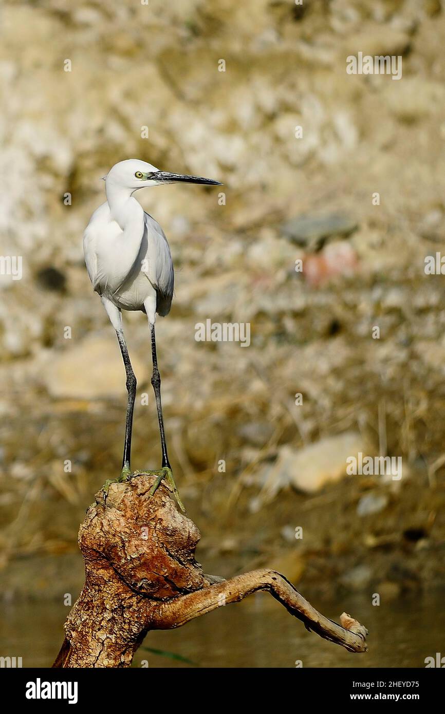 Le petit aigrette est une espèce d'oiseau pécaniforme de la famille des Ardeidae. Banque D'Images