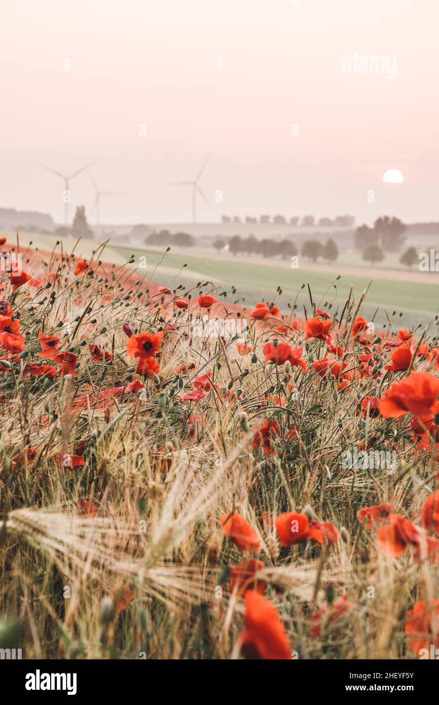 Cornfield avec des coquelicots rouges au coucher du soleil Banque D'Images