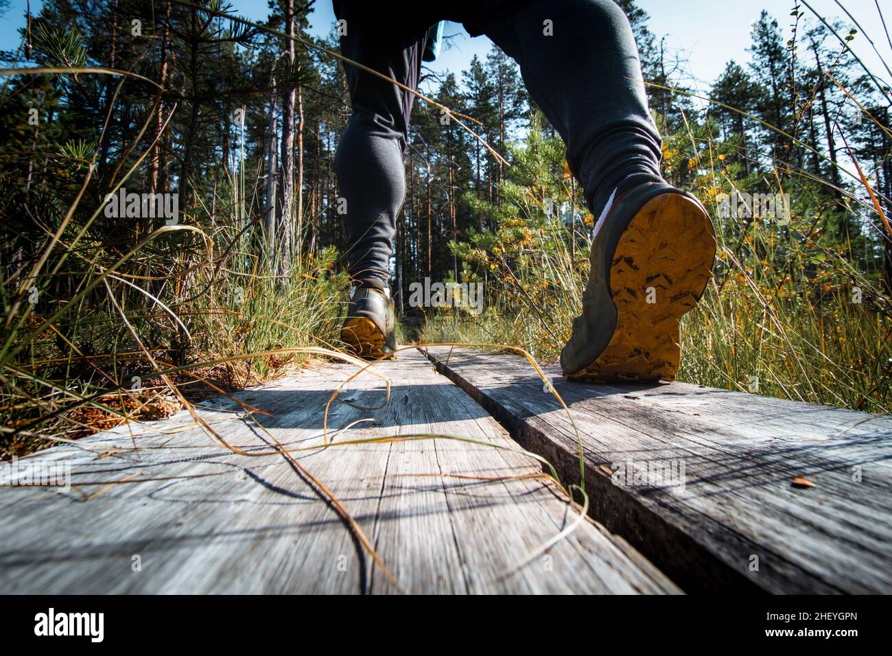 Vue sur les veaux d'un homme cultivé marchant dans la forêt sur un caillebotis dans le parc national de Hiidenportti, Sotkamo, région de kainuu en Finlande.Actif l Banque D'Images