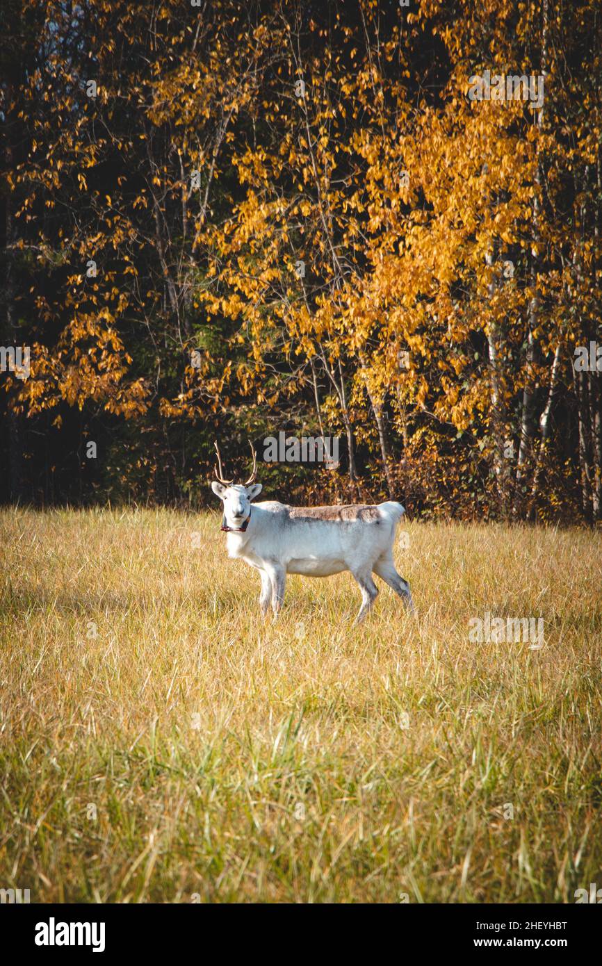Rangifer tarandus blanc robuste en Laponie, dans le nord de la Finlande.Animal de renne finlandais typique pour la viande et l'élevage.Animal rare pendant la période d'automne. Banque D'Images