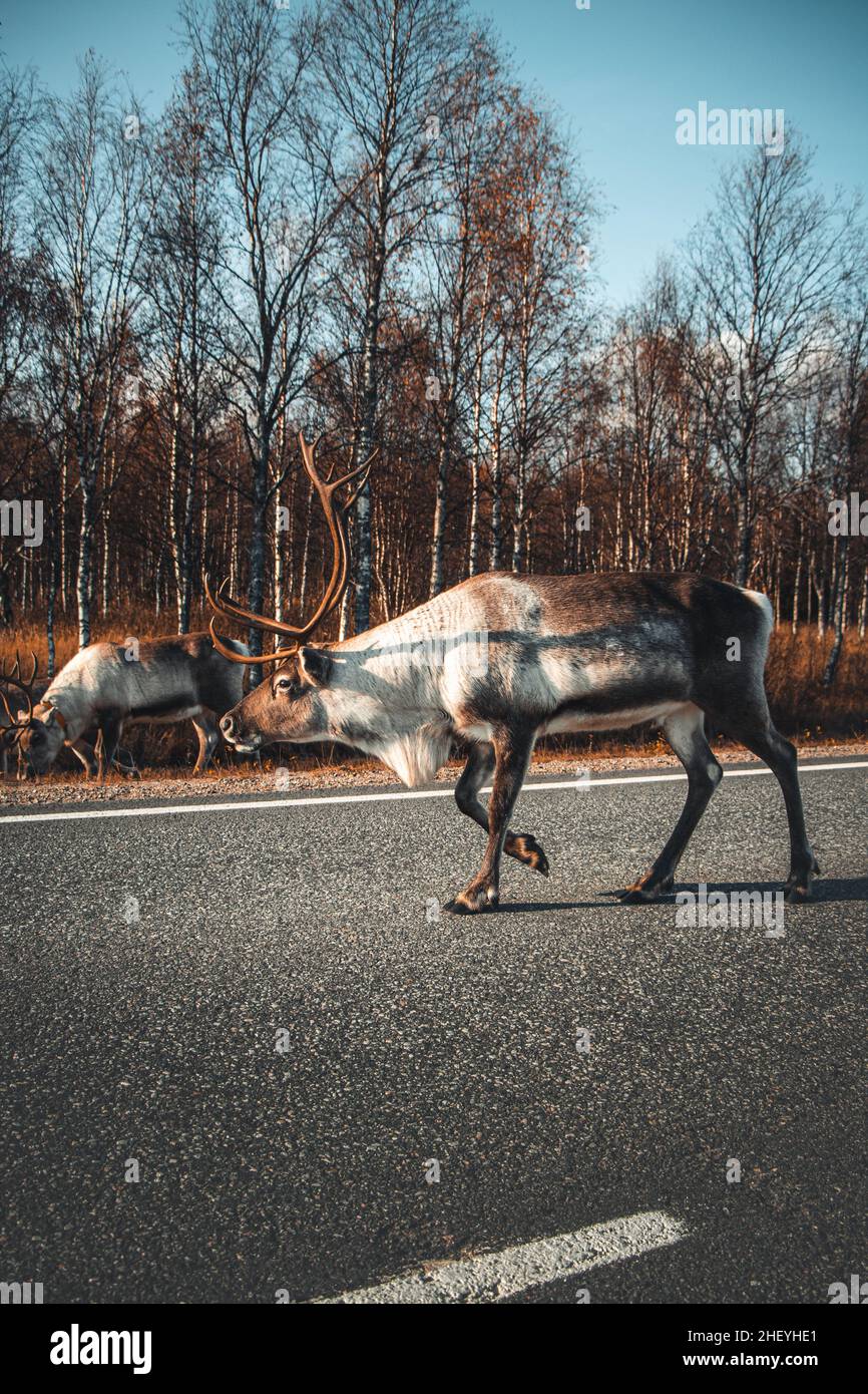 Rangifer tarandus blanc et gris robuste en Laponie, dans le nord de la Finlande.Animal de renne finlandais typique pour la viande et l'élevage.Une promenade calme. Banque D'Images