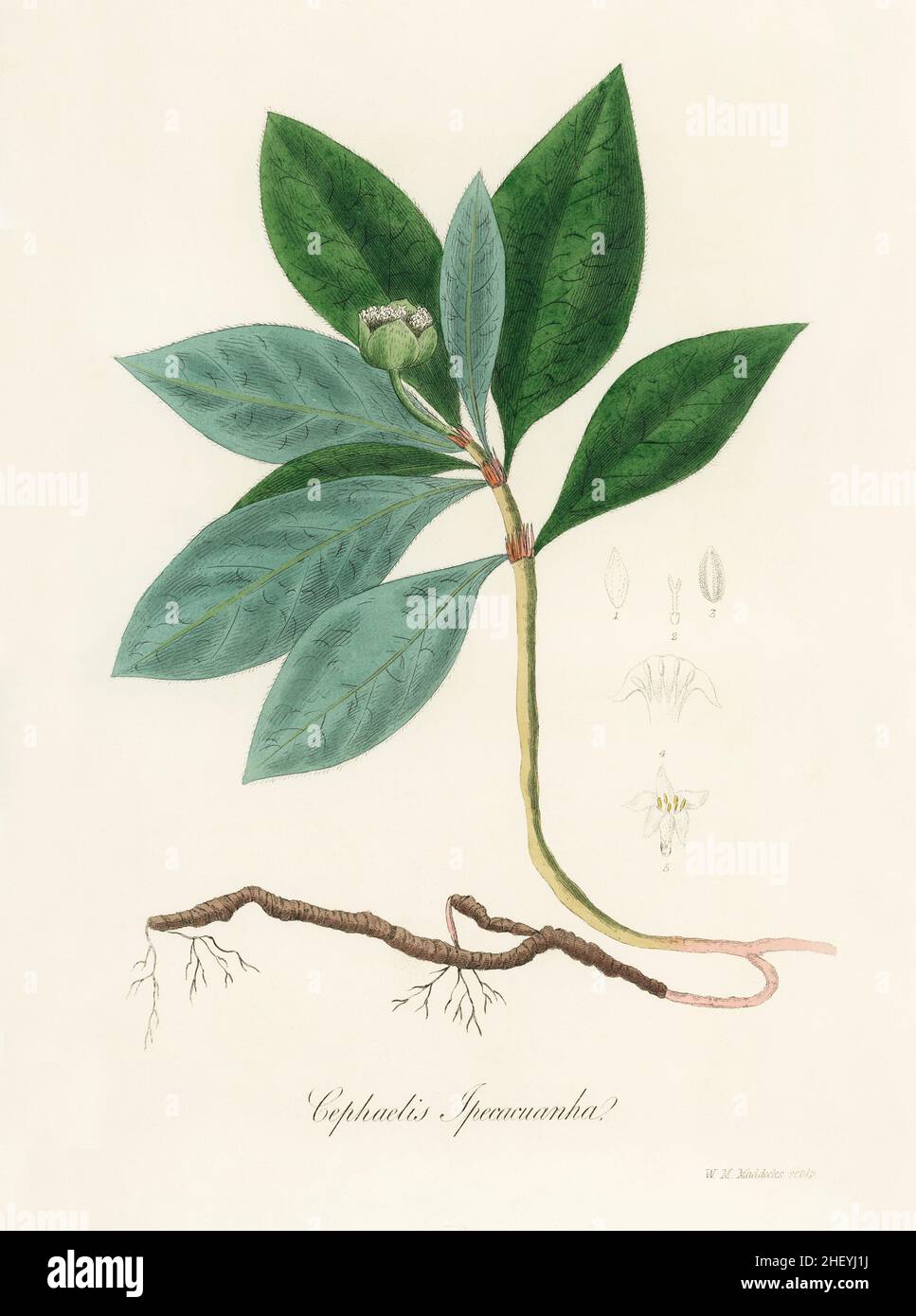 Cephaelis lpecacuanha illustration de Medical Botany (1836) par John Stephenson et James Morss Churchill Banque D'Images