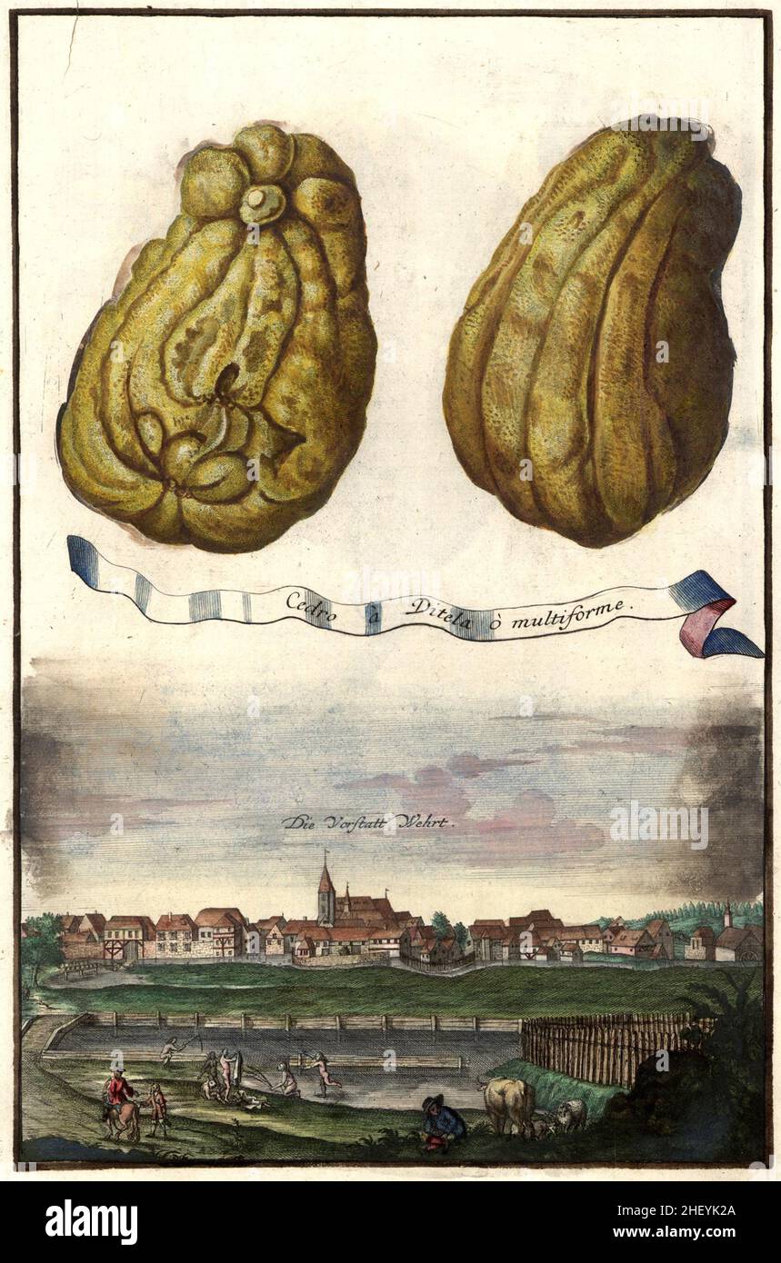 Cedro a Ditela o multiforme und sie Vorstadt Wehrt, Gartengestaltung, Nürnbergische Hesperides von Johann Christoph Volkamer, 1710 / Garden, Illustration du jardin de Nürnbergische Hesperides, 1710, Historisch, historique, numérique reproduction améliorée d'un original du 18th siècle / restauration numérique Reprodukelage Originalder 18.Jahrhundert, genaues Originaldatum nicht bekannt Banque D'Images