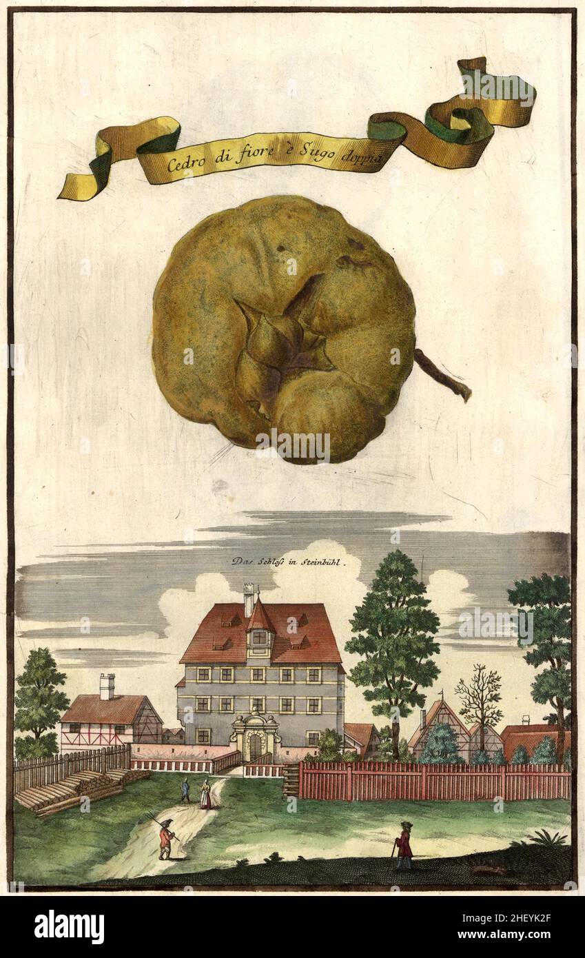 Cedro di fiore e sugo doppia und das Schloß von Steinbühl, Gartengestaltung, Nürnbergische Hesperides von Johann Christoph Volkamer, 1710 / Garden, Illustration du jardin Nrnbergische Origperides, 1710, Historisch, historique, numérique amélioration de la reproduction d'un original du 18th siècle / Digital Reierte Hesproin der 18.Jahrhundert, genaues Originaldatum nicht bekannt Banque D'Images