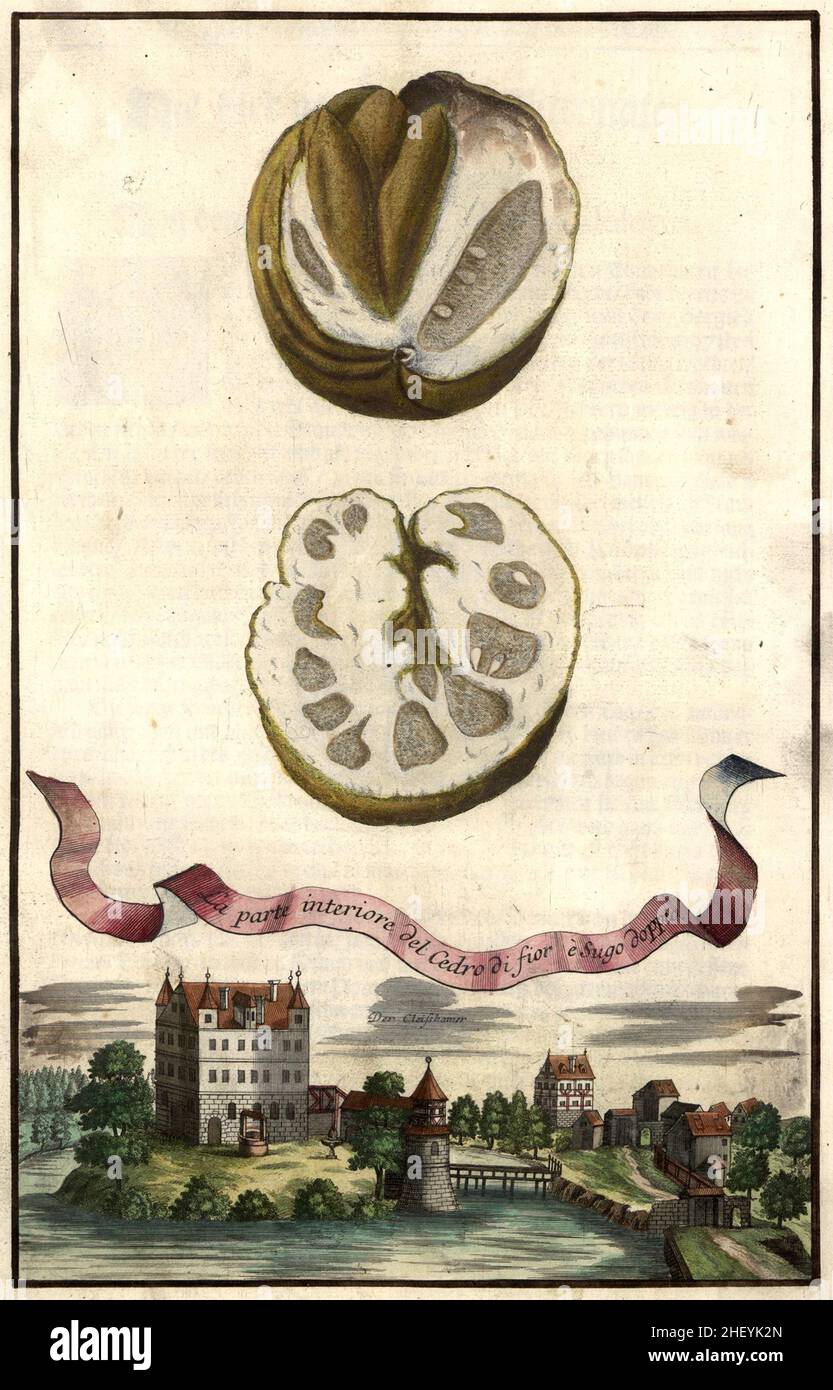 La partie interiore del cedro di fior e sugo doppio und der Cleifshammer, Gartengestaltung, Nrnbergische Hesperides von Johann Christoph Volkamer, 1710 / Garden, Illustration du jardin Nrnische bergperides, 1710, Historisch, historique, numérique amélioration de la reproduction d'un original du 18th siècle / digital Reierte Hesproduklage 18.Jahrhundert, genaues Originaldatum nicht bekannt Banque D'Images