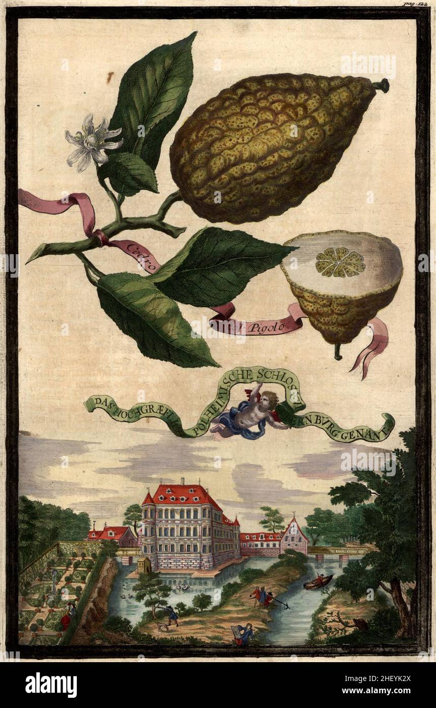 Cedro col Pigolo und das hochgräfliche Schloß Oberbürg, Gartengestaltung, Nürnbergische Hesperides von Johann Christoph Volkamer, 1710 / Garden, Illustration du jardin Nrnbergische Hesperides, 1710, Historisch, historique, numérique reproduction améliorée d'un original du 18th siècle / Digital restaurierte Reprovorin aus Original, 18.Jahrhundert, genaues Originaldatum nicht bekannt Banque D'Images
