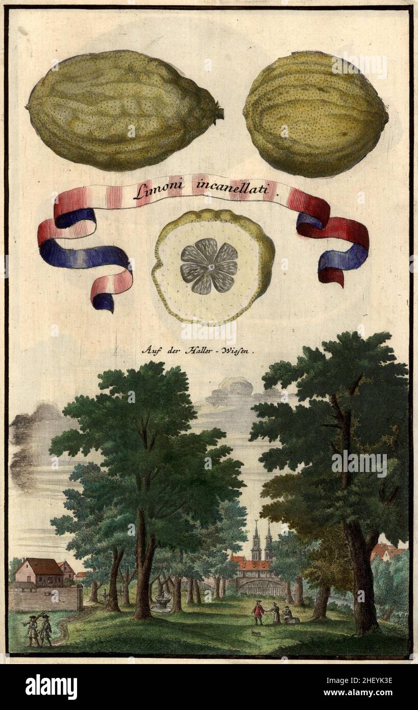 Limoni incanellati und Landschaft auf der Haller-Wiese, Hallerwiese, Gartengestaltung, Nürnbergische Hesperides von Johann Christoph Volkamer, 1710 / Garden, Illustration du jardin Nrnbergische Origperides, 1710, Historisch, historique, numérique reproduction améliorée d'un original du 18th siècle / digital realierte Hessorder Reproin der 18.Jahrhundert, genaues Originaldatum nicht bekannt Banque D'Images