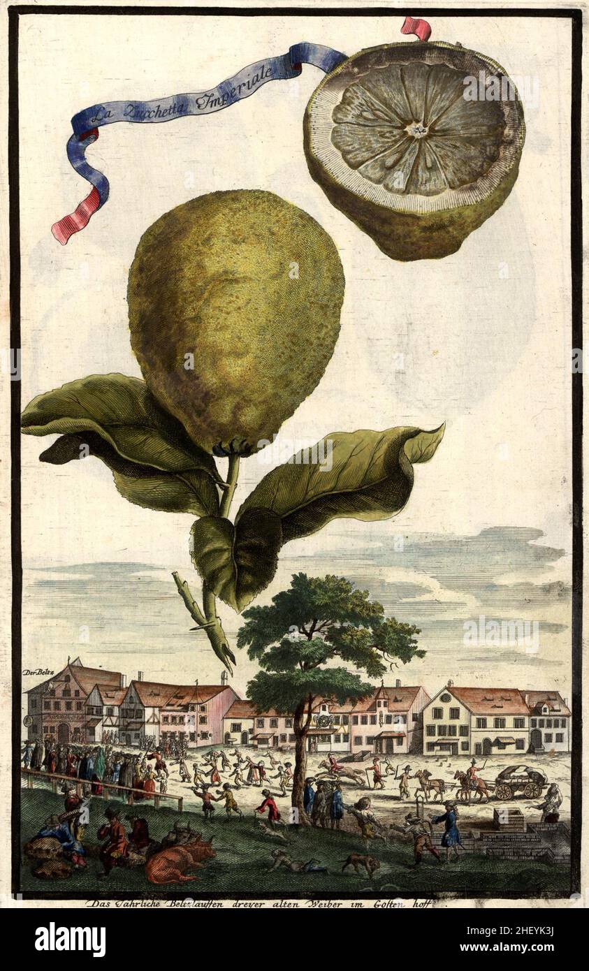 La Zucchetta imperiale und dasjährliche Beltzlaufen dreier Alter Weiber im Gostenhof, Gartengestaltung, Nürnbergische Hesperides von Johann Christoph Volkamer, 1710 / Garden, Illustration de Nürnbergische Hesperides Garden, 1710, Historisch, Historical, digital reproduction améliorée d'un original du 18th siècle realierproin / redierdierdierdiense realierdienreinieren 18.Jahrhundert, genaues Originaldatum nicht bekannt Banque D'Images