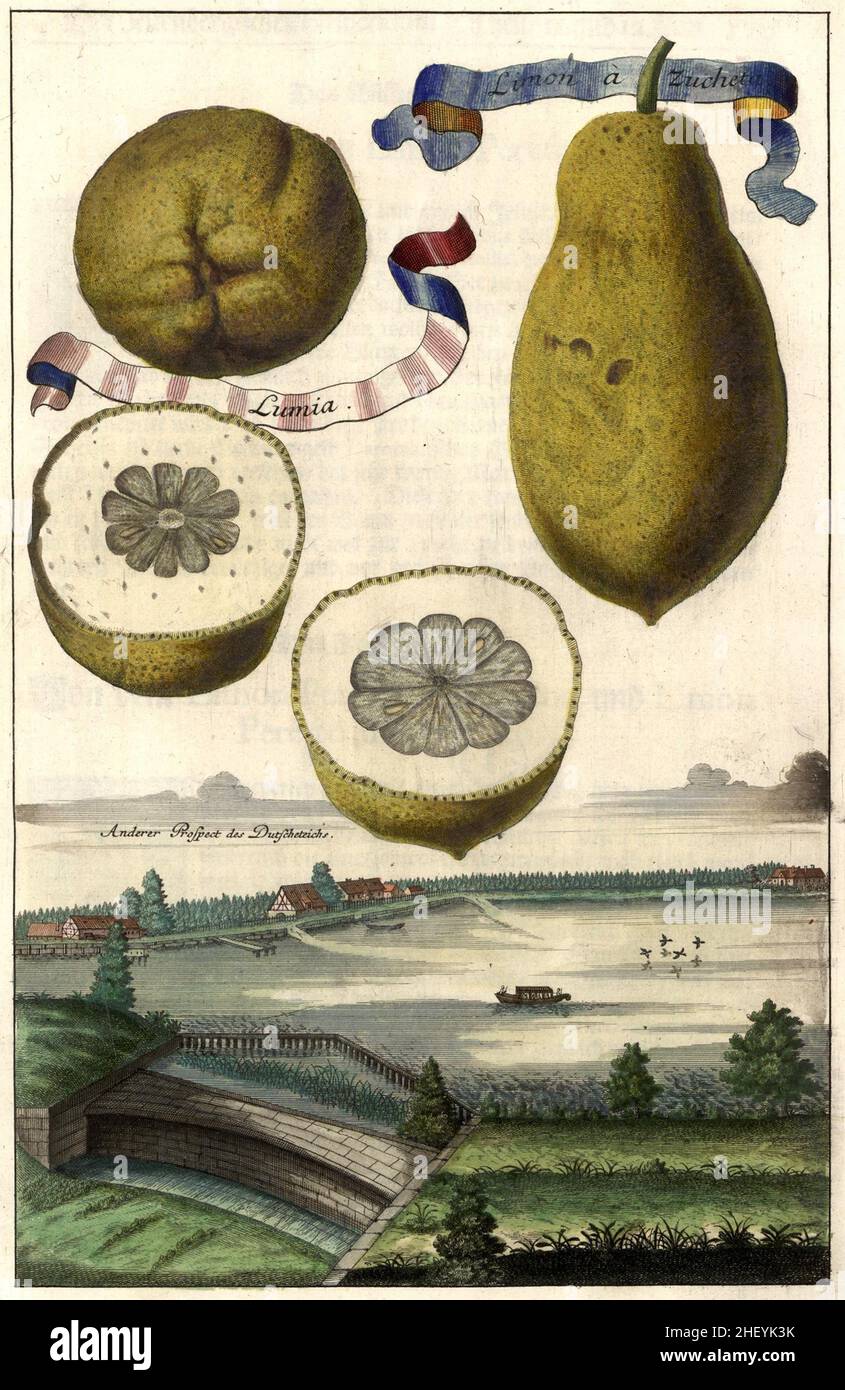 Limon a Zucheta, Lumia und der Dutscheteich, Dutzendteich, Gartengestaltung, Nürnbergische Hesperides von Johann Christoph Volkamer, 1710 / Garden, Illustration du jardin Nrnbergische Origperides, 1710, Historisch, historique, numérique reproduction améliorée d'un original du 18th siècle / Digital Reierte Reprovorin aus 18.Jahrhundert, genaues Originaldatum nicht bekannt Banque D'Images