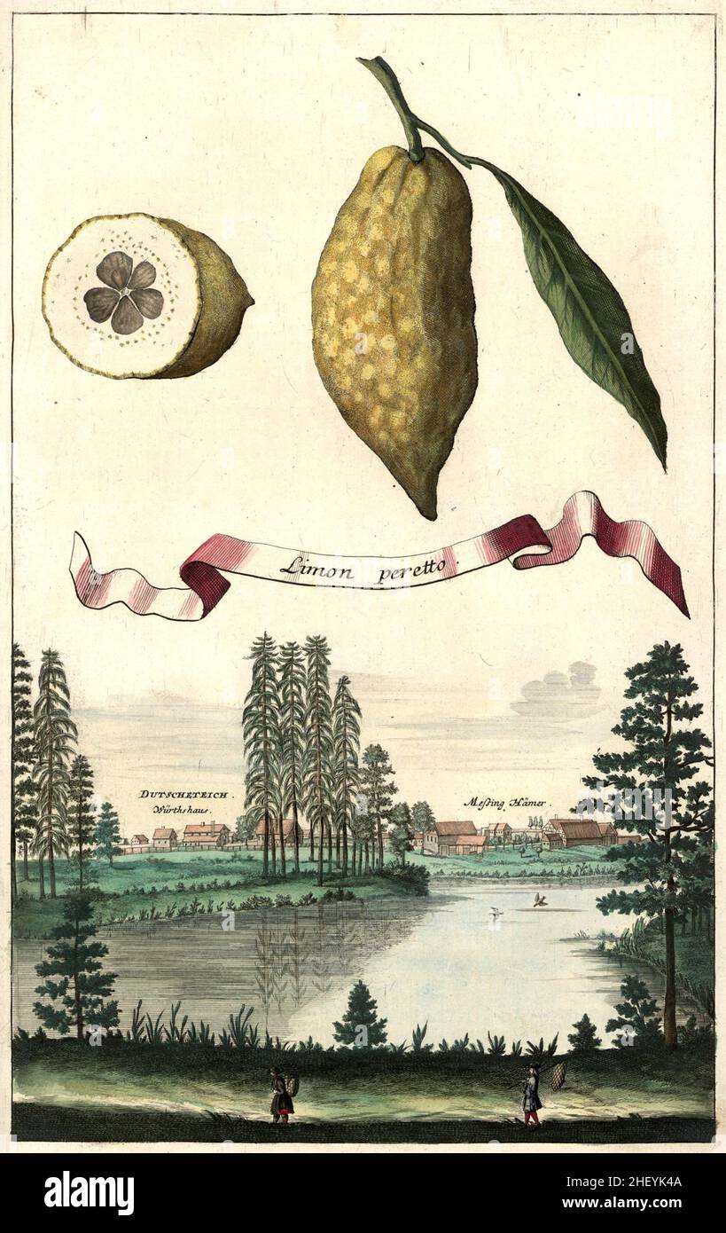 Limon peretto und Dutscheteich mit Würthhaus und Meßing Hämer, Gartengestaltung, Nürnbergische Hesperides von Johann Christoph Volkamer, 1710 / Garden, Illustration du jardin de Nrnbergische Hesperides, 1710, Historisch, historique, numérique reproduction améliorée d'un original du 18th siècle / restauration numérique Reprovorintion 18.Jahrhundert, genaues Originaldatum nicht bekannt Banque D'Images