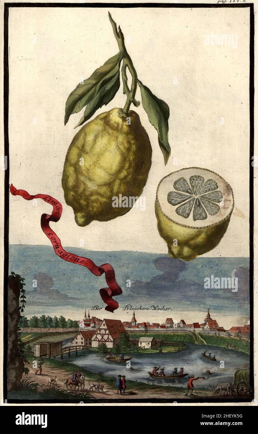 Limon cornagione und der Bleichers Weiher, Gartengestaltung, Nürnbergische Hesperides von Johann Christoph Volkamer, 1710 / Garden, Illustration du jardin de Nrnbergische Hesperides, 1710, Origisch, historique, numérique amélioration de la reproduction d'un original du 18th siècle / Digital restaurierte Reprodukeiner aus 18.Jahrhundert, genaues Originaldatum nicht bekannt Banque D'Images