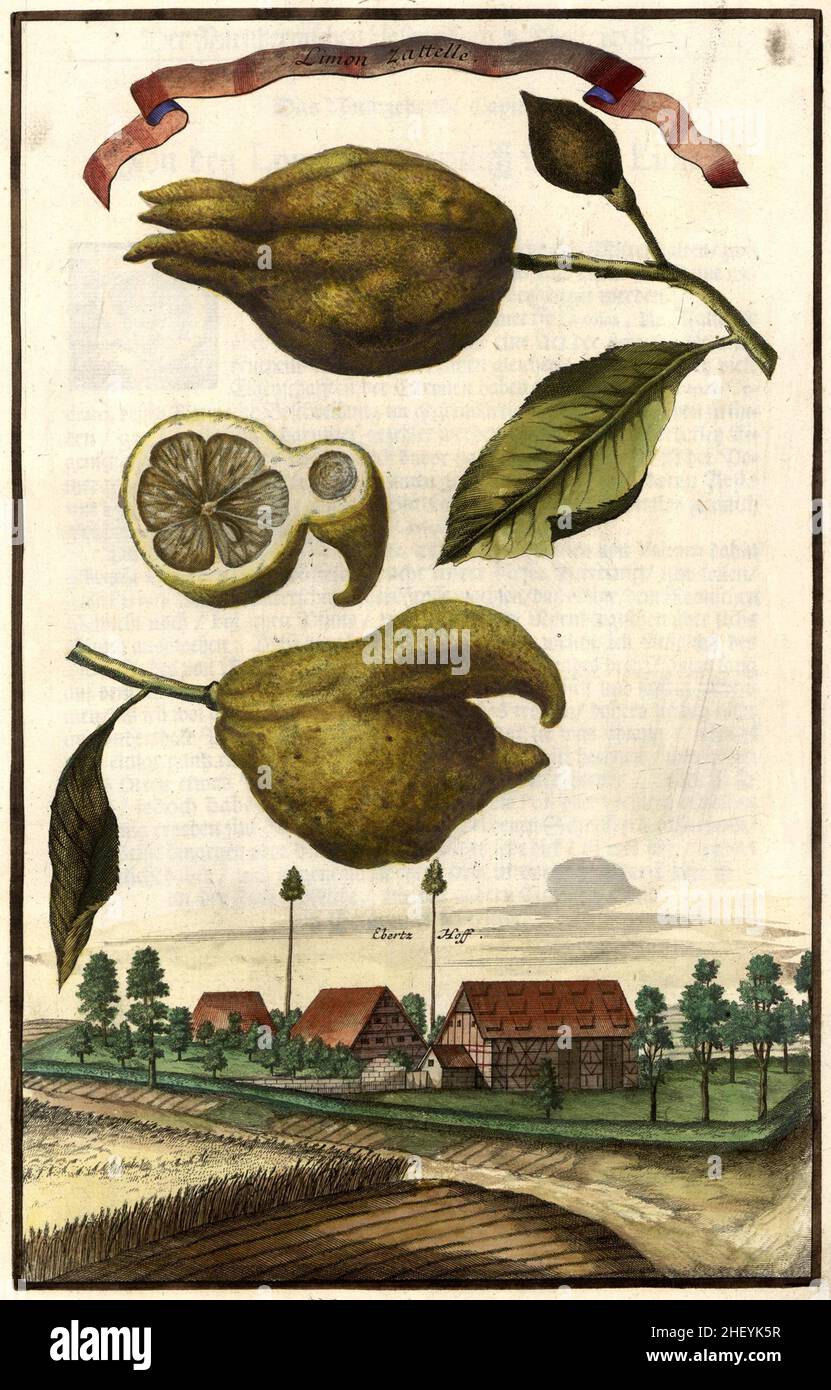 Limon zattelle und der Ebertzhof, Gartengestaltung, Nürnbergische Hesperides von Johann Christoph Volkamer, 1710 / Garden, Illustration du jardin de Nürnbergische Hesperides, 1710, Historisch, historique, numérique reproduction améliorée d'un original du 18th siècle / restauration numérique Reprodukeiner Originalvoraus dem 18.Jahrhundert, genaues Originaldatum nicht bekannt Banque D'Images