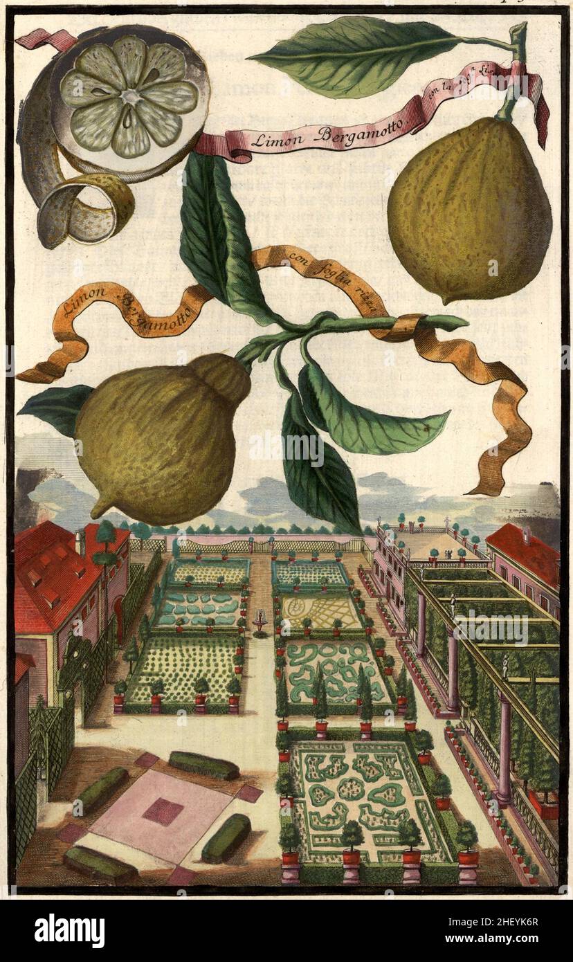 Limon Bergamotto und Limon Bergamotto con foglia rizza und Gartenlandschaft, Gartengestaltung, Nürnbergische Hesperides von Johann Christoph Volkamer, 1710 / Garden, Illustration du jardin Nrnbergische Origperides, 1710, Historisch, historique, numérique amélioration de la reproduction d'un original du 18th siècle / digital realierte Hesproin der 18.Jahrhundert, genaues Originaldatum nicht bekannt Banque D'Images