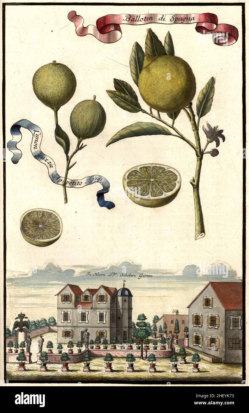 Ballotin di Spagna, Limon guzza appetito und Garten des Doktor Schoberm Gartengestaltung, Nrnbergische Hesperides von Johann Christoph Volkamer, 1710 / Garden, Illustration du jardin Nrnische bergperides, 1710, Historisch, historique, numérique reproduction améliorée d'un original du 18th siècle / digital Reierte Hesproklage 18.Jahrhundert, genaues Originaldatum nicht bekannt Banque D'Images