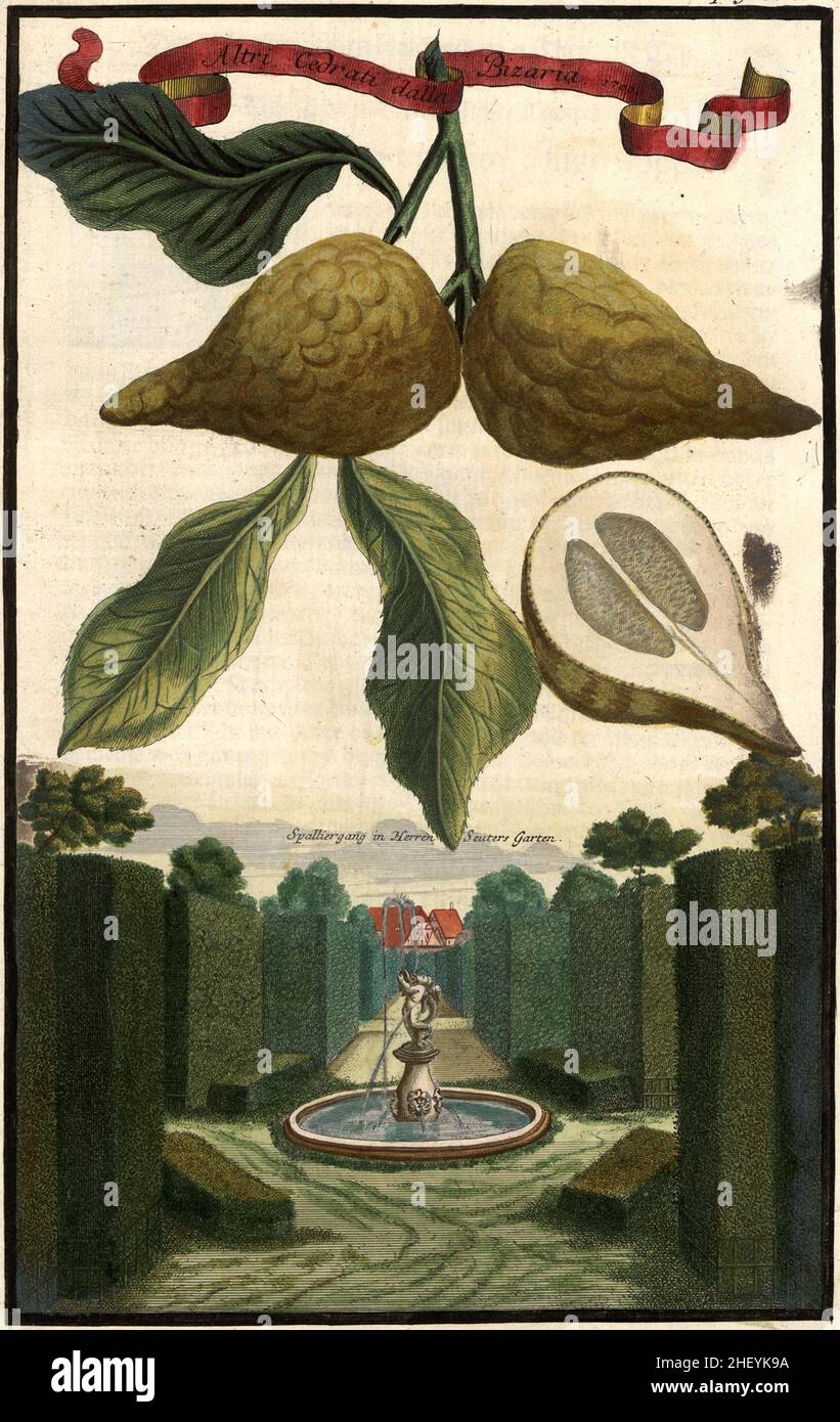 Altri Cedrati dalla Bizaria und Spaliergang im Garten des Herrn Seuter, Gartengestaltung, Nürnbergische Hesperides von Johann Christoph Volkamer, 1710 / Garden, Illustration de Nrnische bergbergides Garden, 1710, Historisch, historique, numérique amélioration de la reproduction d'un original du 18th siècle / digital Reierte Hesvorin reguintion 18.Jahrhundert, genaues Originaldatum nicht bekannt Banque D'Images