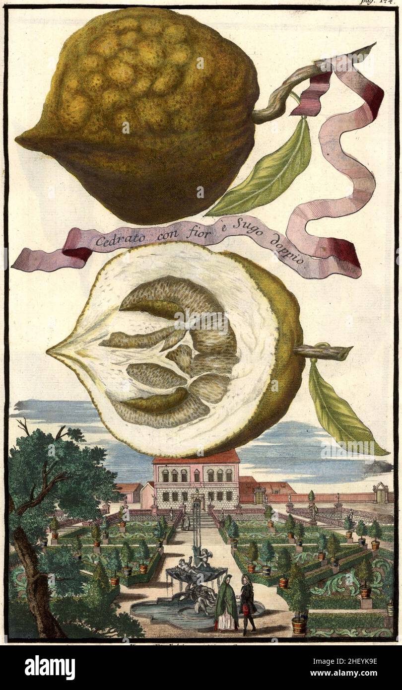 Cedrato con fior e Sugo doppio und Garten des Doktor Falchner, Gartengestaltung, Nürnbergische Hesperides von Johann Christoph Volkamer, 1710 / Garden, Illustration du jardin Nrnbergische Hesperides, 1710, Historisch, historique, numérique reproduction améliorée d'un original du 18th siècle / Digital restaurierte Reprovorintion aus 18.Jahrhundert, genaues Originaldatum nicht bekannt Banque D'Images
