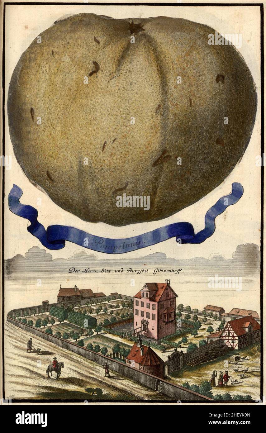 Pompelmus und Burgstall Gibizenhof, Gibitzenhof, Gartengestaltung, Nürnbergische Hesperides von Johann Christoph Volkamer, 1710 / Garden, Illustration du jardin de Nürnbergische Hesperides, 1710, Origisch, historique, numérique amélioration de la reproduction d'un original du 18th siècle / restauration numérique Reprodukeiner einer aus 18.Jahrhundert, genaues Originaldatum nicht bekannt Banque D'Images