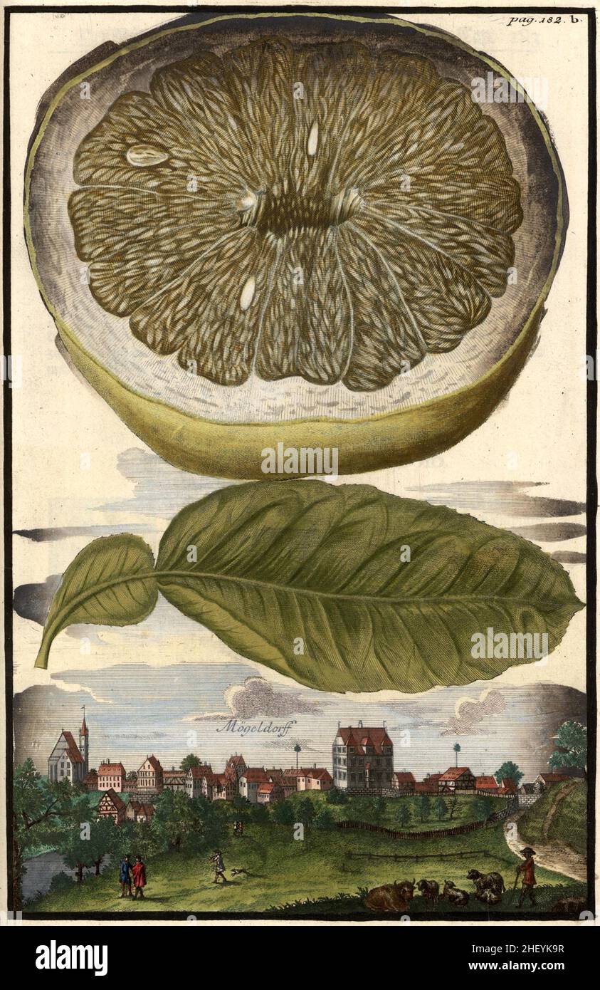 Zitrone und Mögeldorf, Gartengestaltung, Nürnbergische Hesperides von Johann Christoph Volkamer, 1710 / jardin, Illustration du jardin de Nürnbergische Hesperides, 1710, Historisch, historique, numérique reproduction améliorée d'un original du 18th siècle / Digital restaurierte Reproduktion einer Originalvoraus 18.Jahrhundert, genaues Originaldatum nicht bekannt Banque D'Images