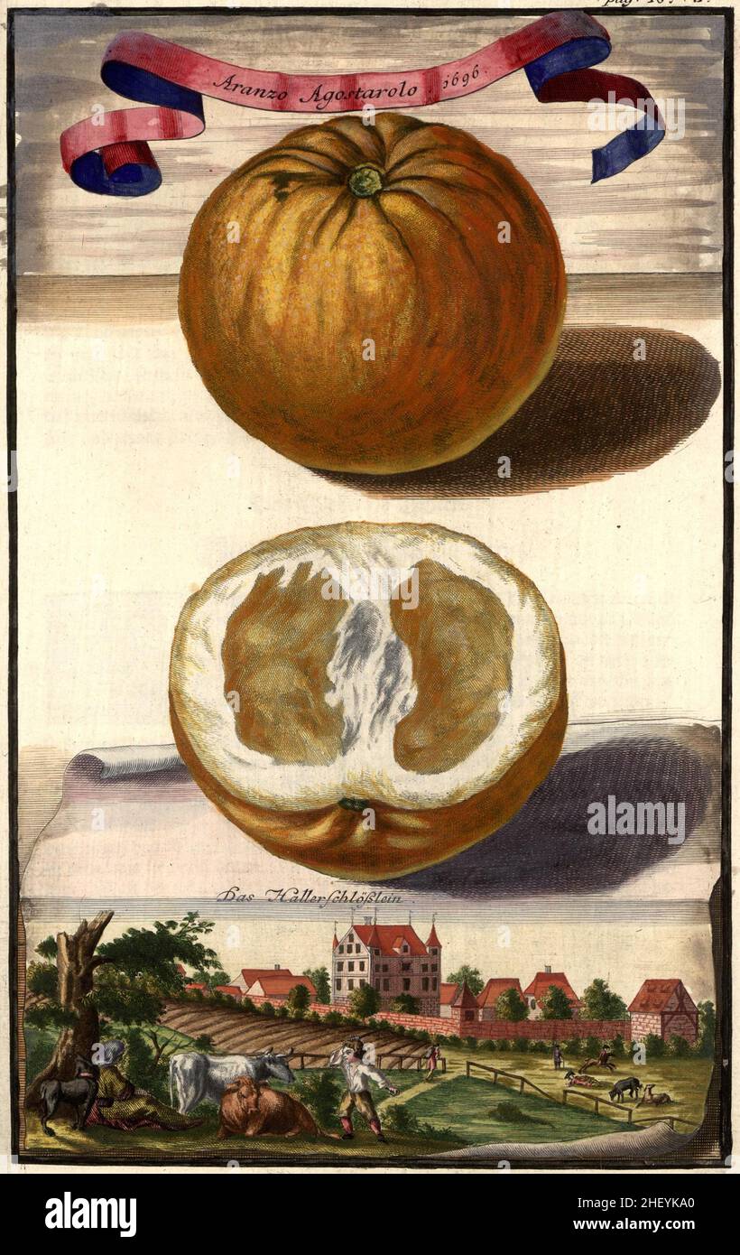 Aranzo agostarolo und das Hallerschloß, Gartengestaltung, Nürnbergische Hesperides von Johann Christoph Volkamer, 1710 / Garden, Illustration du jardin de Nrnbergische Hesperides, 1710, Origisch, historique, numérique amélioration de la reproduction d'un original du 18th siècle / Digital restaurierte Reprodukeiner Hof 18.Jahrhundert, genaues Originaldatum nicht bekannt Banque D'Images