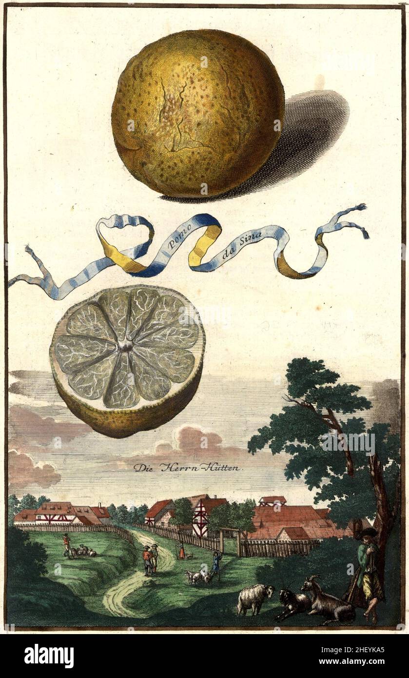 Pomo da Sina und Herrnhütten, Herren-Hütten, Gartengestaltung, Nürnbergische Hesperides von Johann Christoph Volkamer, 1710 / Garden, Illustration du jardin de Nürnbergische Hesperides, 1710, Historisch, historique, numérique amélioration de la reproduction d'un original du 18th siècle / restauration numérique Reprodukurintion 18.Jahrhundert, genaues Originaldatum nicht bekannt Banque D'Images