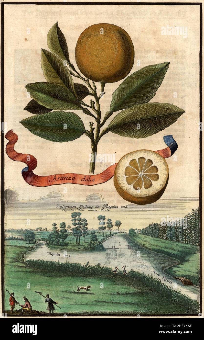Aranzo dolce und Zusammenfluß der Regnitz mit der Pegnitz BEI Fürth, Gartengestaltung, Nürnbergische Hesperides von Johann Christoph Volkamer, 1710 / Garden, Illustration de Nrnbergische Hesperides Garden, 1710, Historisch, historique, numérique amélioration de la reproduction d'un original du 18th siècle / Digital reproduierktion 18.Jahrhundert, genaues Originaldatum nicht bekannt Banque D'Images