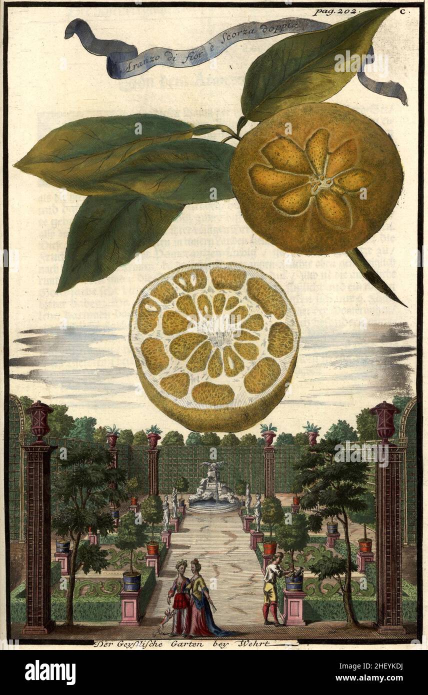 Aranzo di fior e scorza doppia und der geyßliche Garten BEI Wehrt, Gartengestaltung, Nürnbergische Hesperides von Johann Christoph Volkamer, 1710 / Garden, Illustration de Nürnbergische Hesperides Garden, 1710, Historisch, historique, numérique amélioration de la reproduction d'un original du 18th siècle / digital reproduierktion 18.Jahrhundert, genaues Originaldatum nicht bekannt Banque D'Images