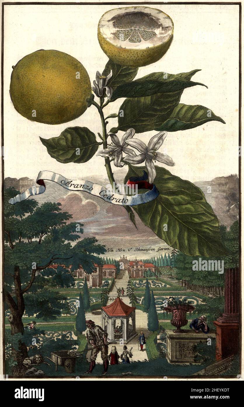 Aranzo Cedrato und der Schmaussen Garten, Gartengestaltung, Nürnbergische Hesperides von Johann Christoph Volkamer, 1710 / Garden, Illustration du jardin de Nürnbergische Hesperides, 1710, Origisch, historique, numérique amélioration de la reproduction d'un original du 18th siècle / Digital restaurierte Reprodukeiner Hof 18.Jahrhundert, genaues Originaldatum nicht bekannt Banque D'Images