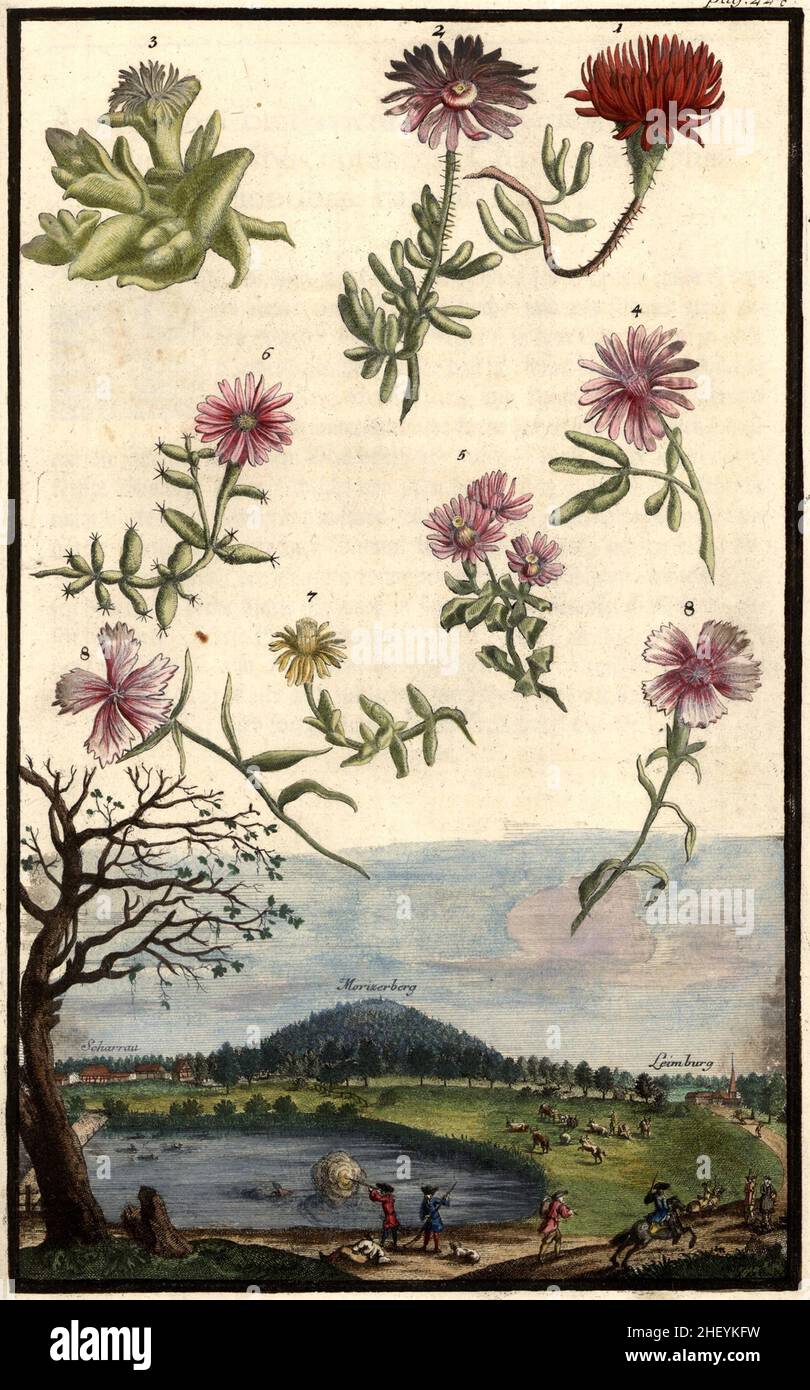 Blüten und Blick auf Scharrau, Morizerberg und Leimburg, Gartengestaltung, Nürnbergische Hesperides von Johann Christoph Volkamer, 1710 / Garden, Illustration du jardin Nrnbergische Hesperides, 1710, Historisch, historique, numérique reproduction améliorée d'un original du 18th siècle / Digital restaurierte Reprovorin aus Original, 18.Jahrhundert, genaues Originaldatum nicht bekannt Banque D'Images
