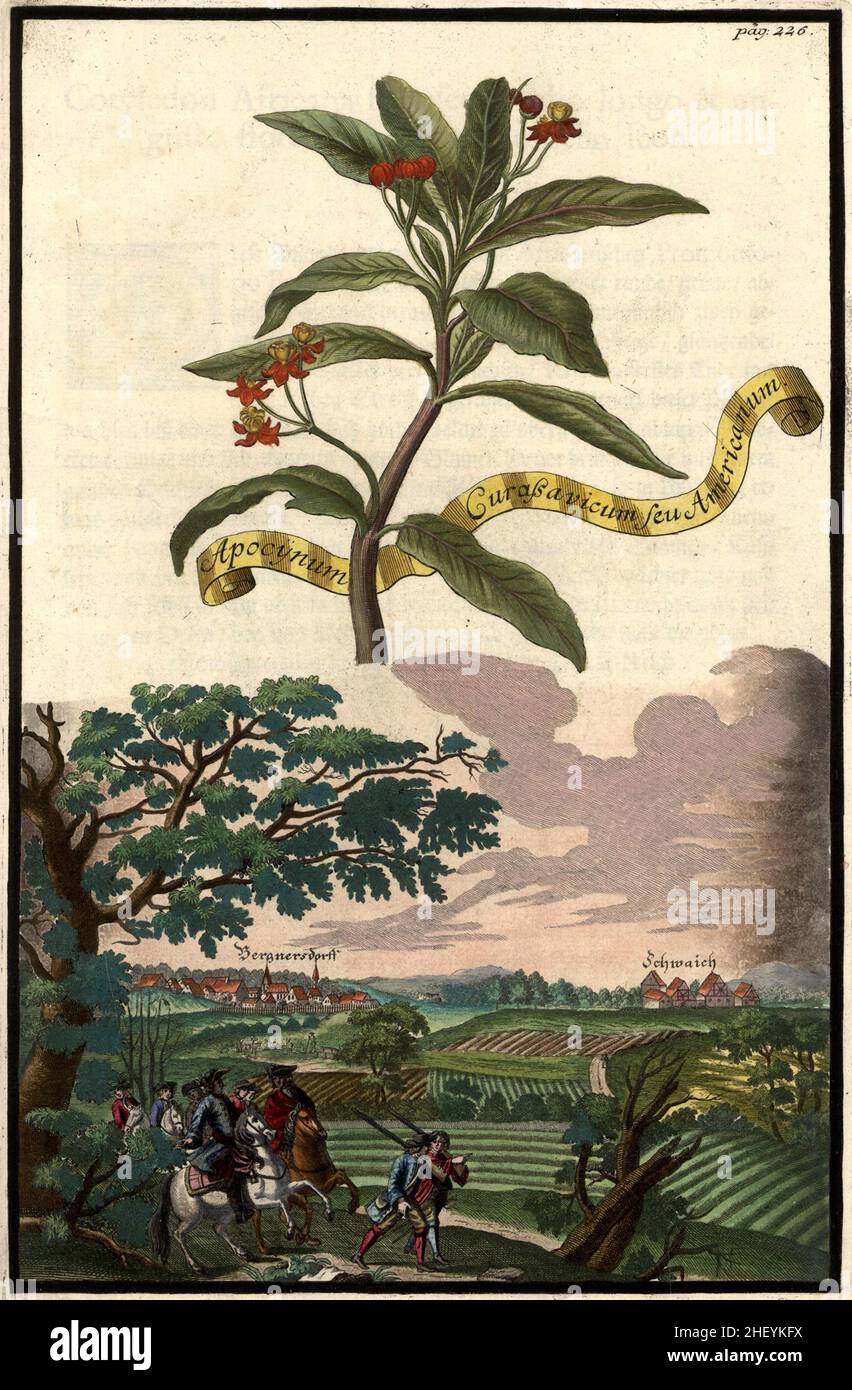 Apocynum guraßavicum americanum und Schwaich, Schwaig, Bergnersdorf, Gartengestaltung, Nrnbergische Hesperides von Johann Christoph Volkamer, 1710 / Garden, de Nrnbergische Hesperides Garden, 1710, Origisch, historique, numérique amélioration de la reproduction d'un original du 18th siècle / restauration numérique de Reierbeim 18.Jahrhundert, genaues Originaldatum nicht bekannt Banque D'Images