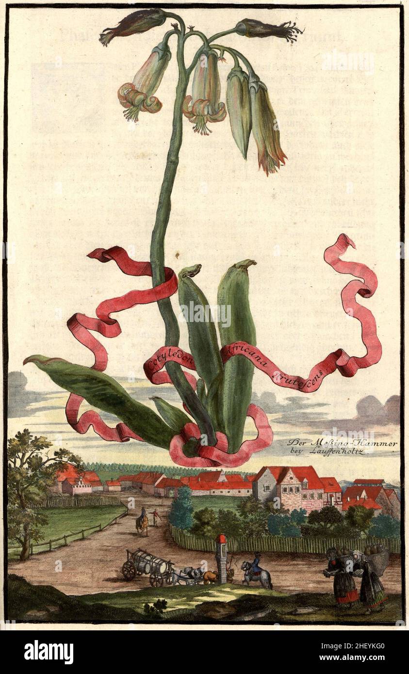 Cotyledon africana frutescens und der Meßing-Hammer BEI Lauffenholz, Gartengestaltung, Nürnbergische Hesperides von Johann Christoph Volkamer, 1710 / Garden, Illustration de Nrnbergische Hesperides Garden, 1710, Historisch, historique, numérique amélioration de la reproduction d'un original du 18th siècle / Digital reproduierktion 18.Jahrhundert, genaues Originaldatum nicht bekannt Banque D'Images