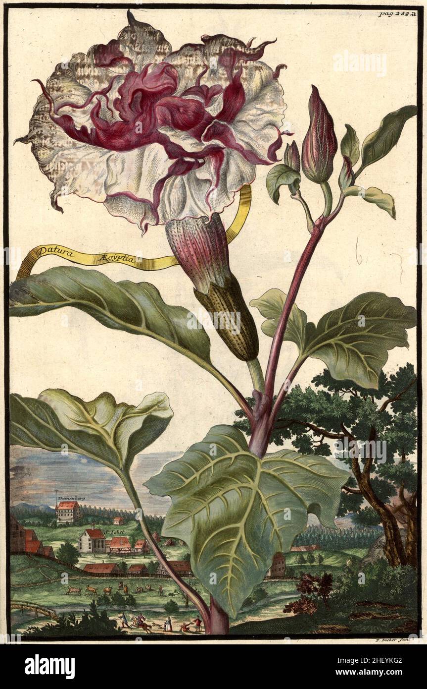 Datura aegyptia und die Gegend BEI Lobst, Dumenberg, Nürnberger Land, Gartengestaltung, Nürnbergische Hesperides von Johann Christoph Volkamer, 1710 / Garden, Illustration du jardin Nrnbergische Origperides, 1710, Historisch, historique, numérique reproduction améliorée d'un original du 18th siècle / digital Reierte Hesprovorin 18.Jahrhundert, genaues Originaldatum nicht bekannt Banque D'Images