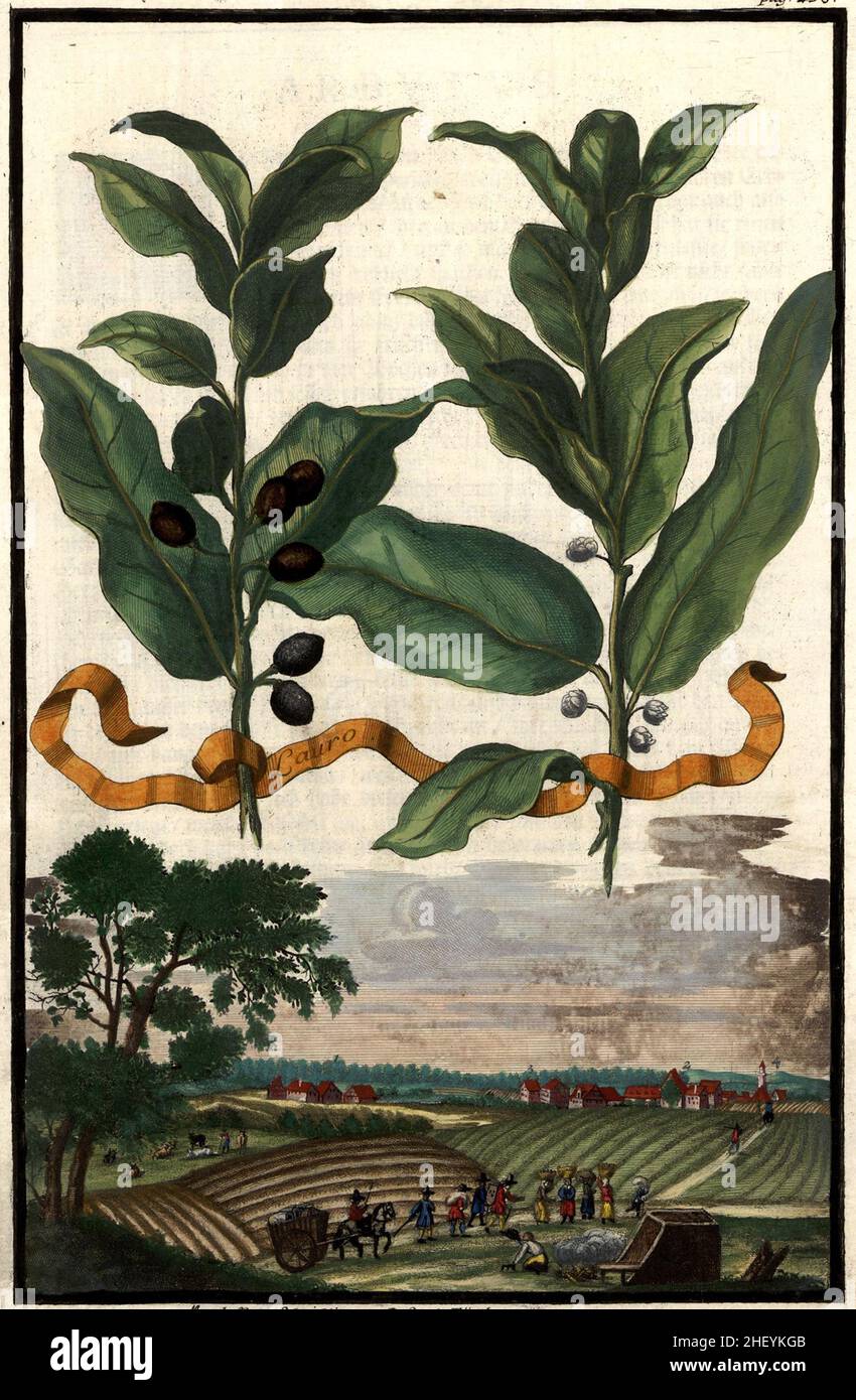 Lauro und Landschaft BEI Munghof, Schnidling, Doß und Fürth, Gartengestaltung, Nürnbergische Hesperides von Johann Christoph Volkamer, 1710 / Garden, Illustration du jardin Nrnbergische Hesperides, 1710, Historisch, historique, numérique reproduction améliorée d'un original du 18th siècle / Digital restaurierte Reprovorin aus Original, 18.Jahrhundert, genaues Originaldatum nicht bekannt Banque D'Images