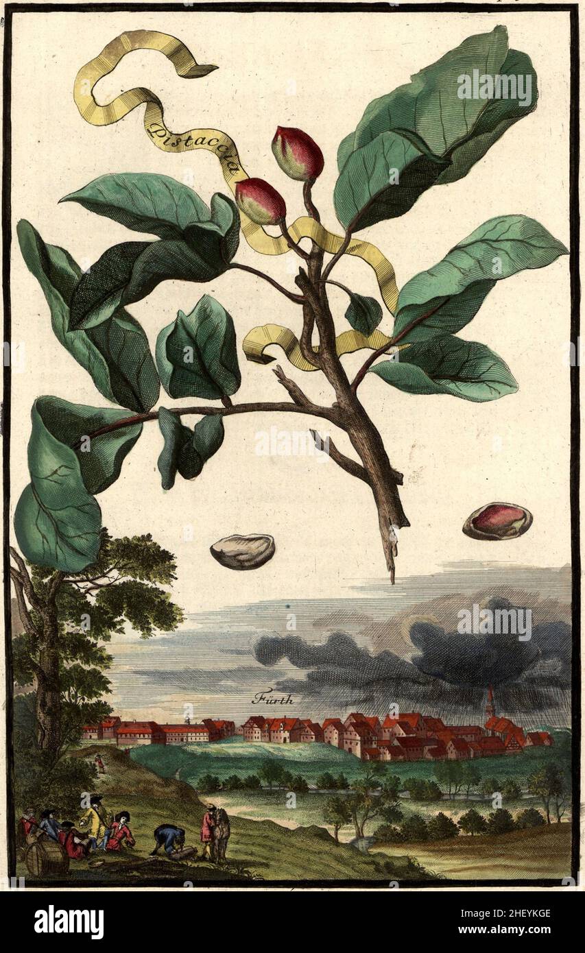 Pistaccia Pistazie und Blick auf Fürth, Gartengestaltung, Nürnbergische Hesperides von Johann Christoph Volkamer, 1710 / Garden, Illustration du jardin de Nürnbergische Hesperides, 1710, Origisch, historique, numérique amélioration de la reproduction d'un original du 18th siècle / Digital restaurierte Reprodukeiner Hof 18.Jahrhundert, genaues Originaldatum nicht bekannt Banque D'Images