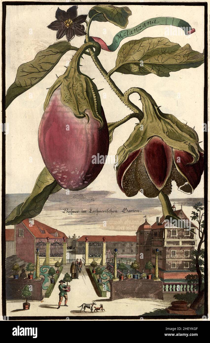 Melanzana aubergine und der Lochnerische Garten, Gartengestaltung, Nürnbergische Hesperides von Johann Christoph Volkamer, 1710 / Garden, Illustration du jardin de Nrnbergische Hesperides, 1710, Origisch, historique, numérique amélioration de la reproduction d'un original du 18th siècle / restauration numérique Reprodukeiner aus 18.Jahrhundert, genaues Originaldatum nicht bekannt Banque D'Images