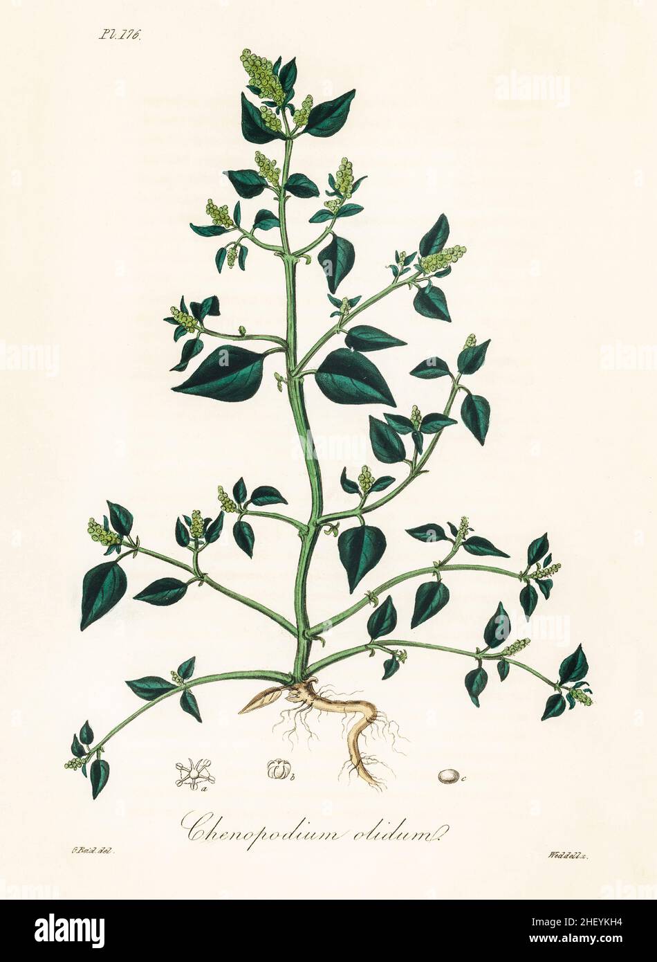 Chenopodium olidum illustration de Botanique Médicale (1836) par John Stephenson et James Morss Churchill. Banque D'Images