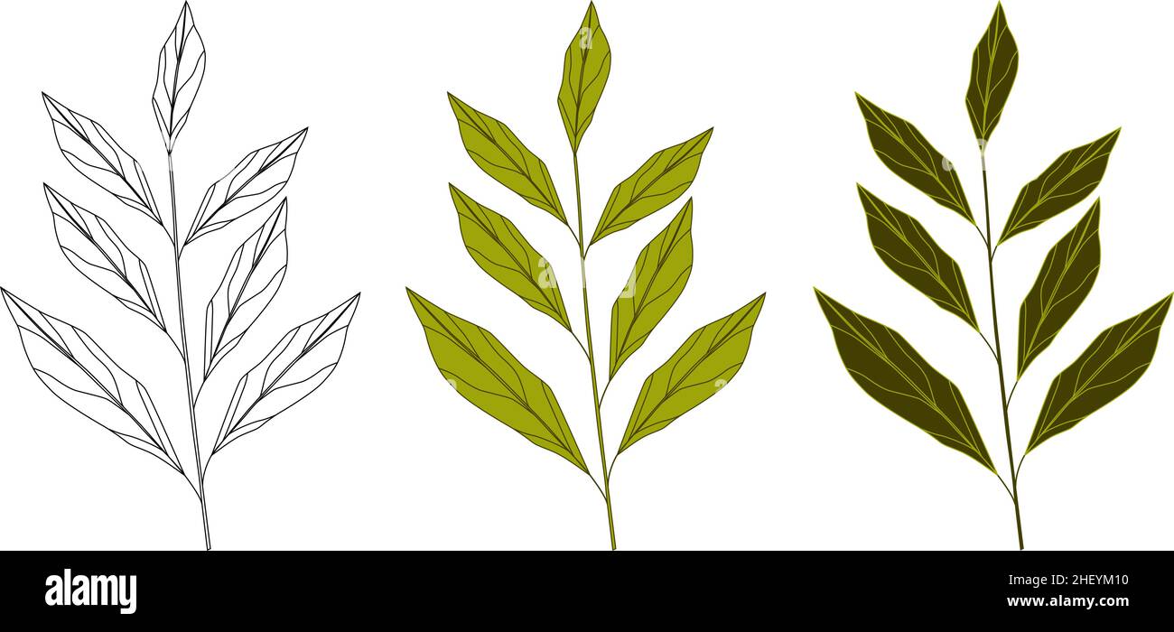 Illustrations botaniques vectorielles.Un ensemble de branches vertes. Illustration de Vecteur