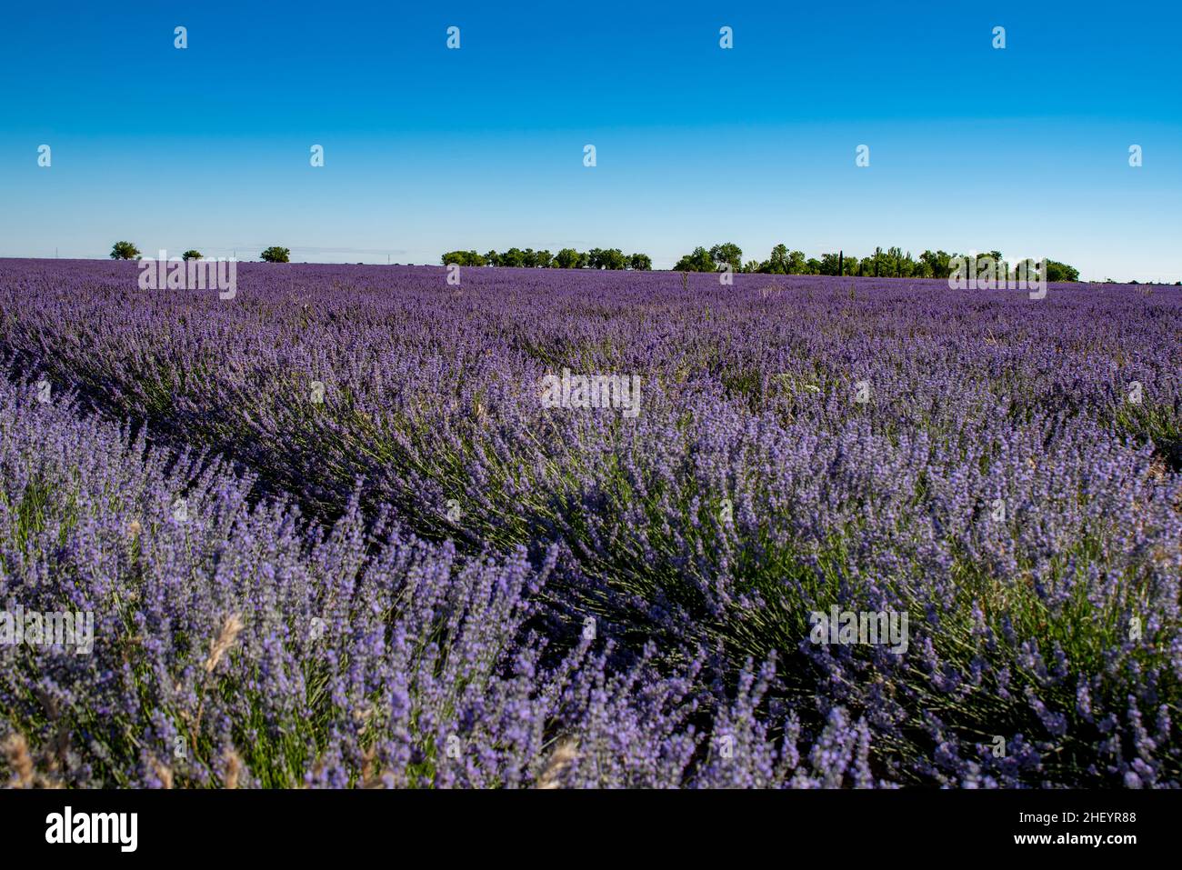 Champ de lavande lors d'une belle journée d'été, Espagne Banque D'Images