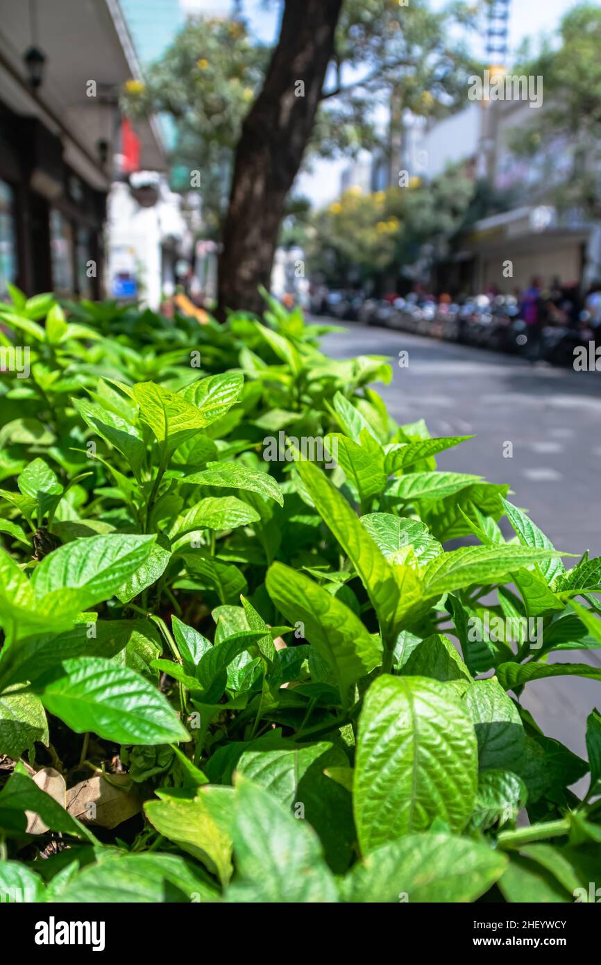 Belles plantes vertes sous la lumière du soleil sur le trottoir de la ville Banque D'Images