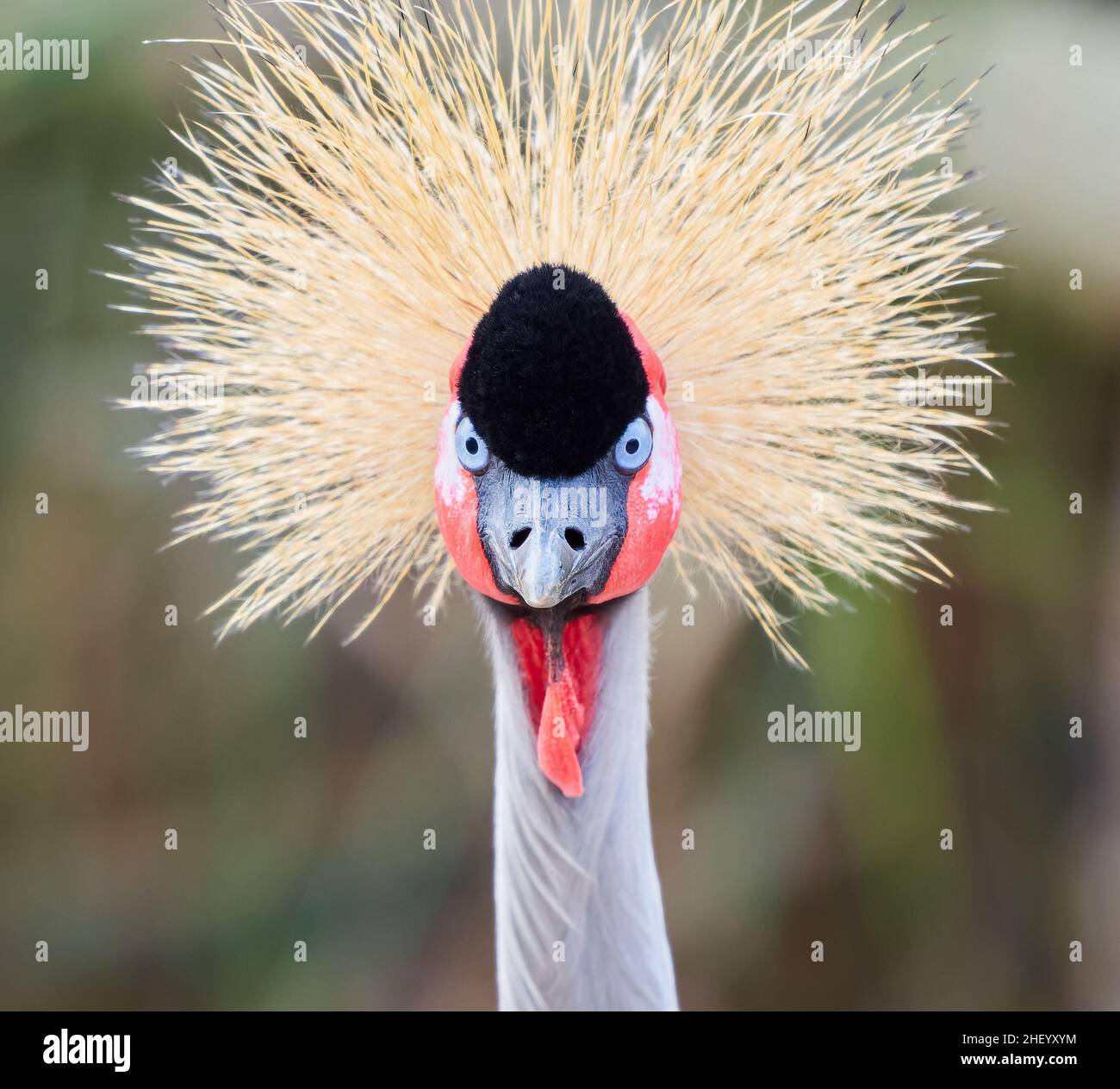 Portrait de la grue grise ou africaine couronnée Balearia Regulorum à Slimbridge Gloucestershire Royaume-Uni - oiseau captif Banque D'Images