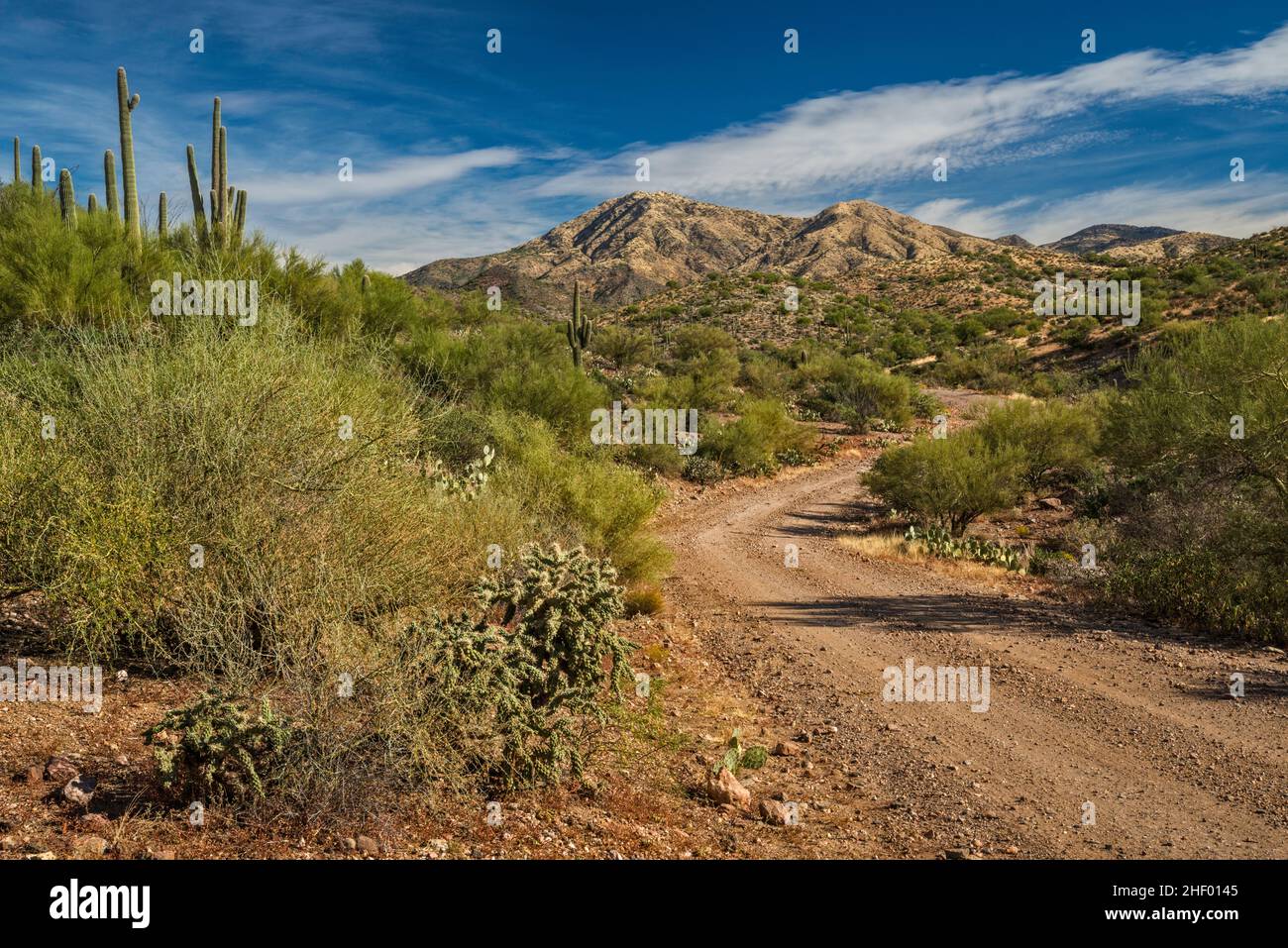 Superstition Mountains, Montana Mountain Loop, FS 650, Tonto National Forest, près de Superior,Arizona, États-Unis Banque D'Images
