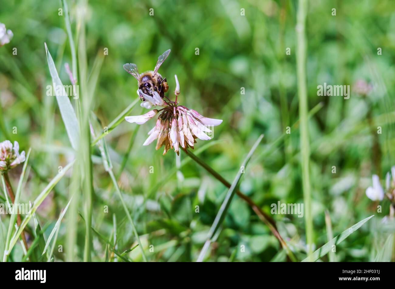 Insecte sur une fleur de prairie.Une abeille sur une fleur de trèfle.Fleur sauvage blanche. Banque D'Images