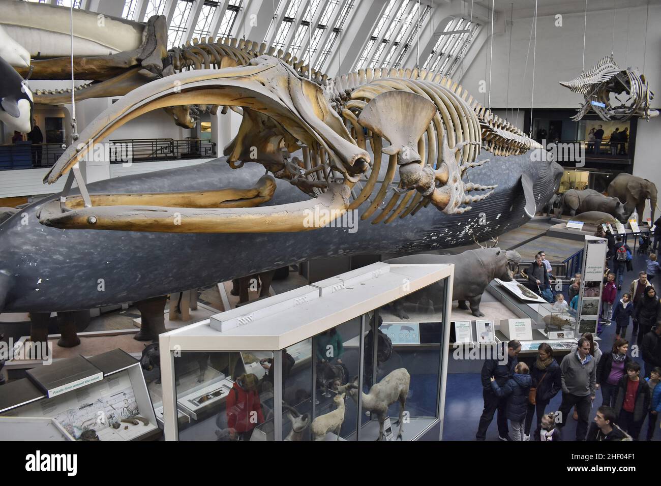Des squelettes de modèles de baleines sont exposés au Natural History Museum de Londres, au Royaume-Uni. Banque D'Images