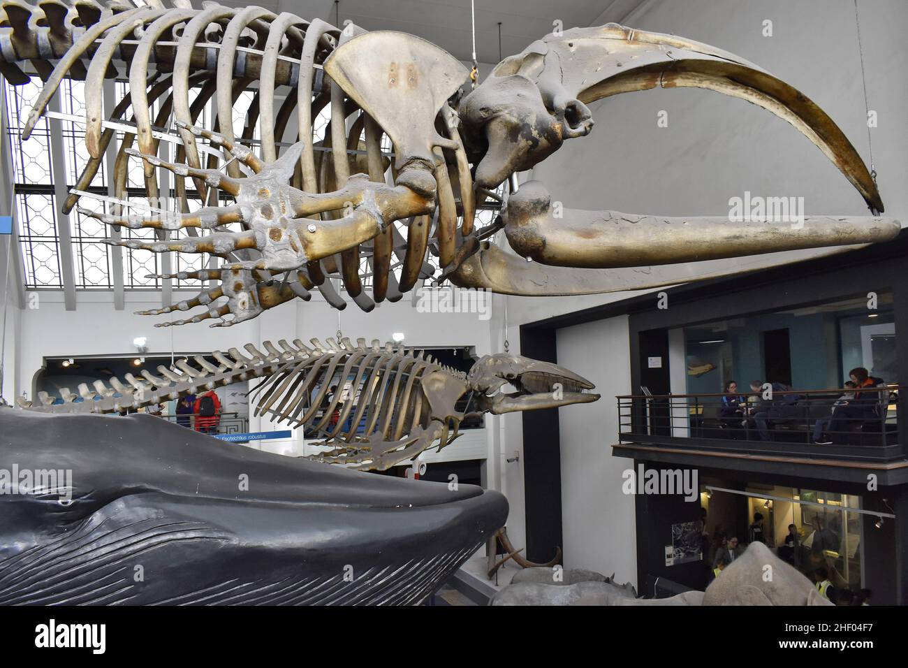 Des squelettes de modèles de baleines sont exposés au Natural History Museum de Londres, au Royaume-Uni. Banque D'Images
