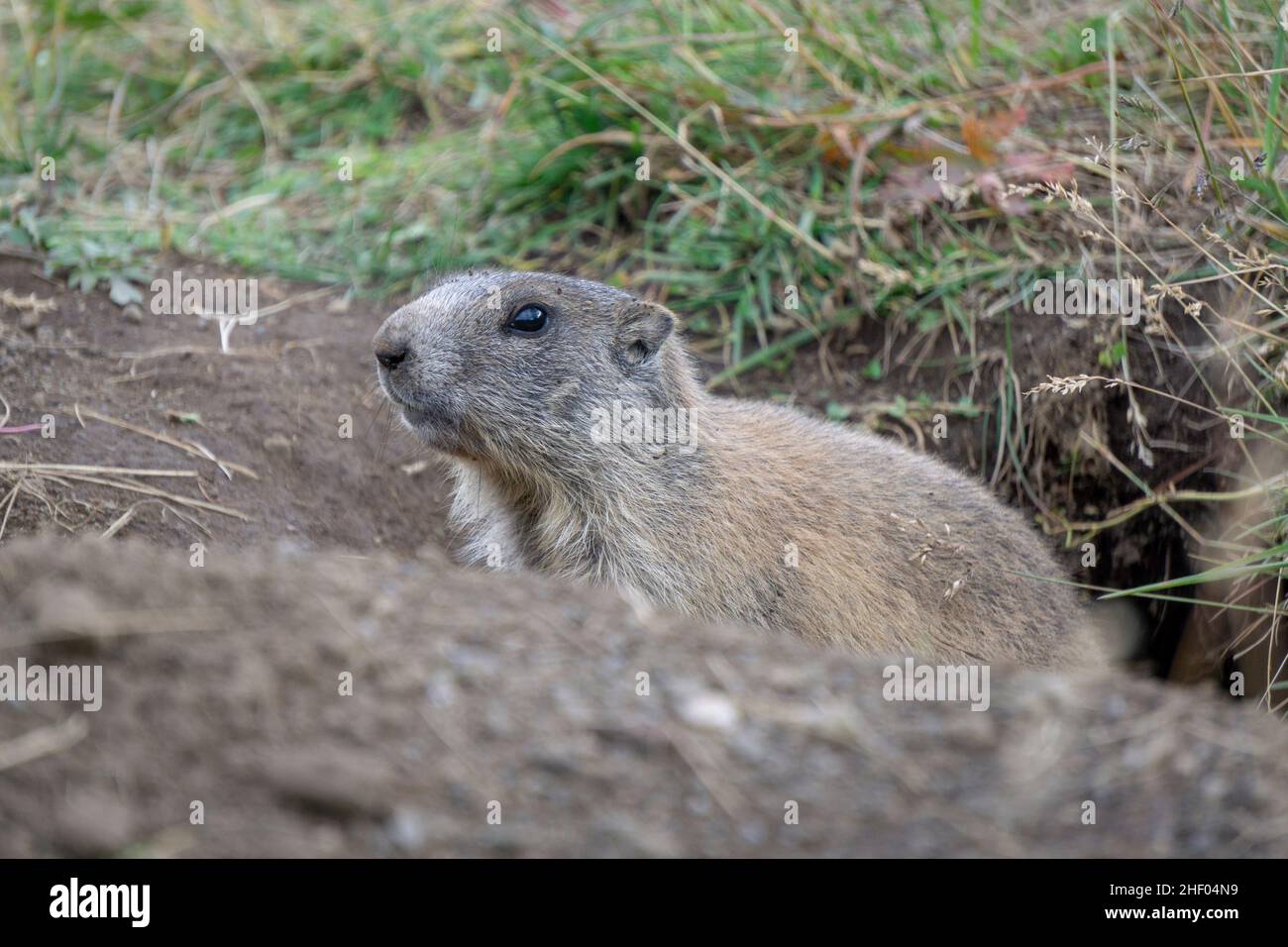 Marmotte alpine dans l'environnement naturel. Dolomites. L'Italie. Banque D'Images