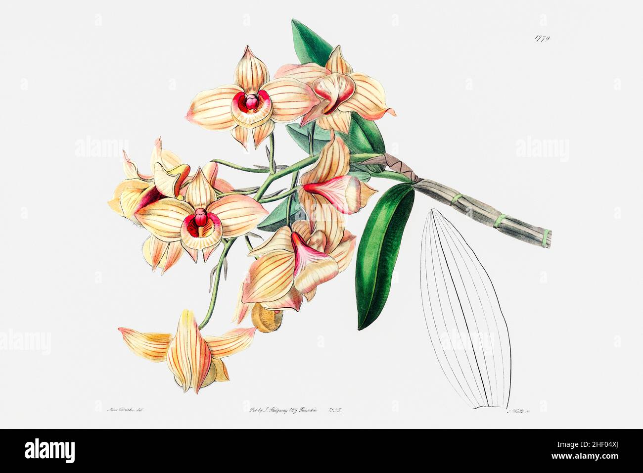 Dendrobium cuivré du registre botanique d’Edwards (1829—1847) par Sydenham Edwards, John Lindley et James Ridgway Banque D'Images