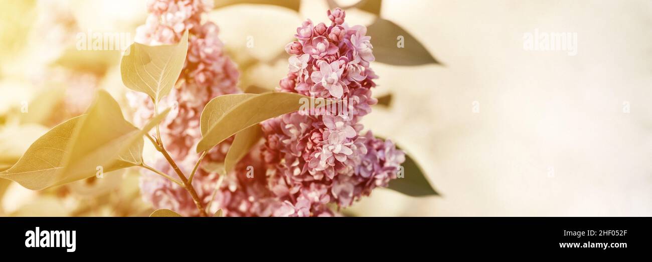 branches de lilas terreux en pleine fleur de pétales de fleurs violettes et feuilles d'arbustes dans un jardin de fleurs. teintées dans des tons naturels doux et terreux. très pery Banque D'Images