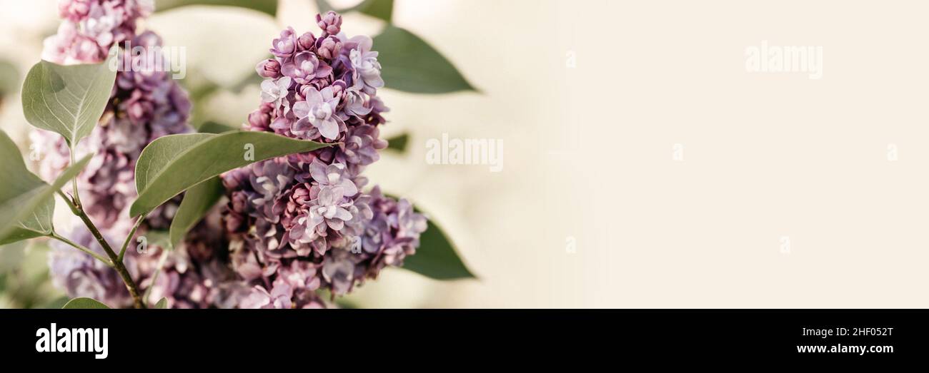 branches de lilas terreux en pleine fleur de pétales de fleurs de printemps pourpres et feuilles d'arbustes dans un jardin de fleurs. teinté dans des tons naturels doux terreux. ve Banque D'Images